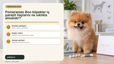 Pomeranian Boo köpekler iç parazit ilaçlarını ne sıklıkla almalıdır?