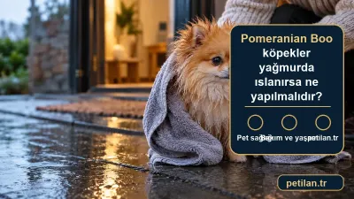 Pomeranian Boo köpekler yağmurda ıslanırsa ne yapılmalıdır?