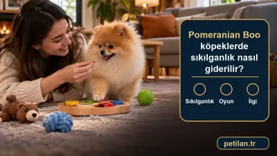 Pomeranian Boo köpeklerde sıkılganlık nasıl giderilir?