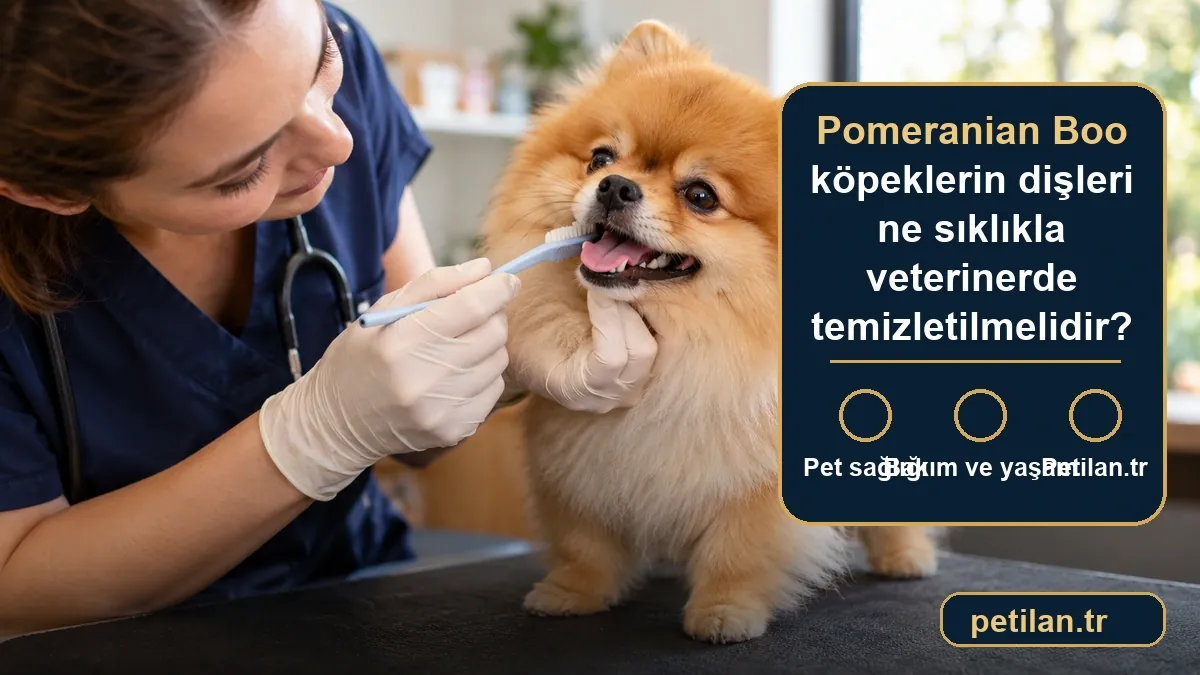 Pomeranian Boo köpeklerin dişleri ne sıklıkla veterinerde temizletilmelidir?