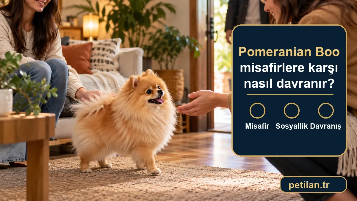 Pomeranian Boo misafirlere karşı nasıl davranır?