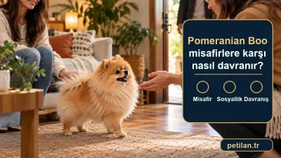 Pomeranian Boo misafirlere karşı nasıl davranır?