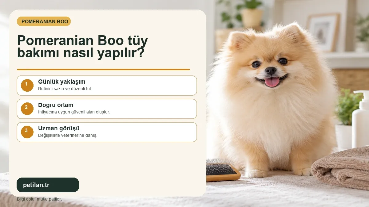 Pomeranian Boo tüy bakımı nasıl yapılır?