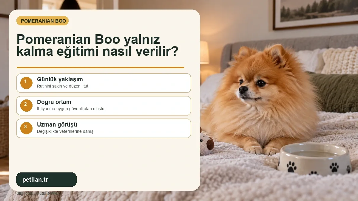 Pomeranian Boo yalnız kalma eğitimi nasıl verilir?