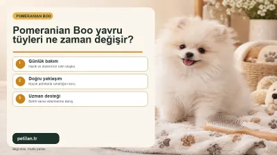 Pomeranian Boo yavru tüyleri ne zaman değişir?