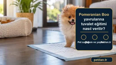 Pomeranian Boo yavrularına tuvalet eğitimi nasıl verilir?