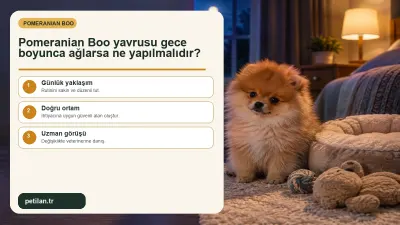 Pomeranian Boo yavrusu gece boyunca ağlarsa ne yapılmalıdır?