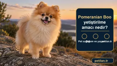 Pomeranian Boo yetiştirilme amacı nedir?