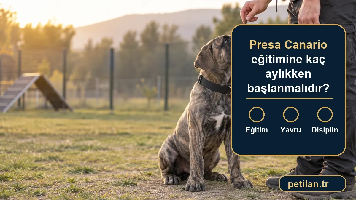 Presa Canario eğitimine kaç aylıkken başlanmalıdır?