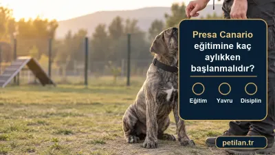 Presa Canario eğitimine kaç aylıkken başlanmalıdır?