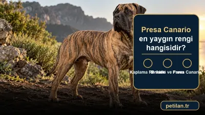 Presa Canario en yaygın rengi hangisidir?
