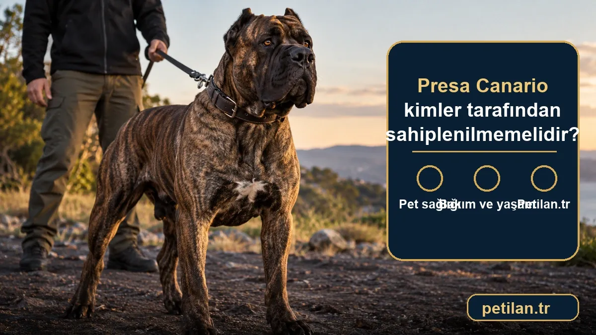 Presa Canario kimler tarafından sahiplenilmemelidir?