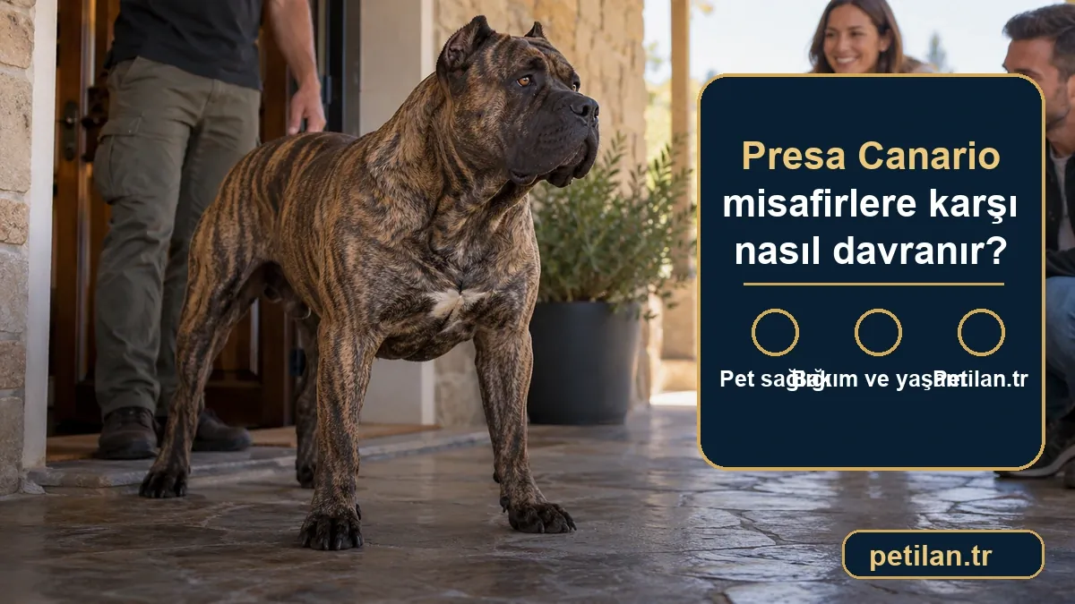 Presa Canario misafirlere karşı nasıl davranır?