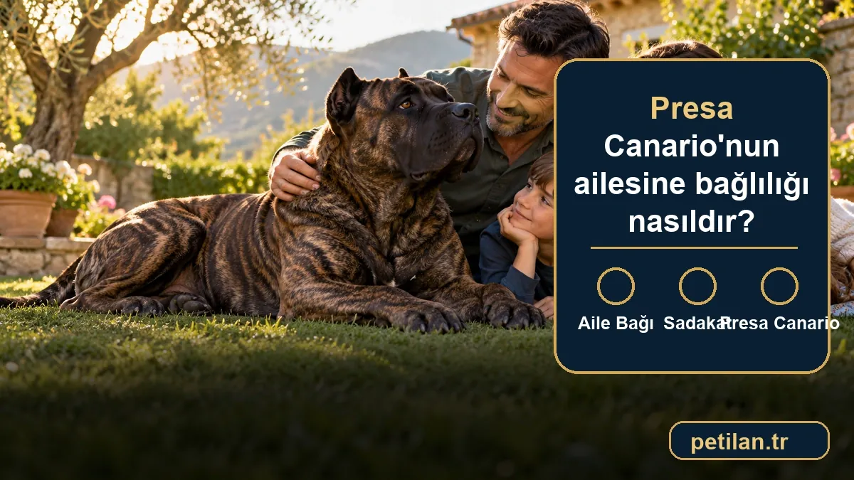 Presa Canario'nun ailesine bağlılığı nasıldır?