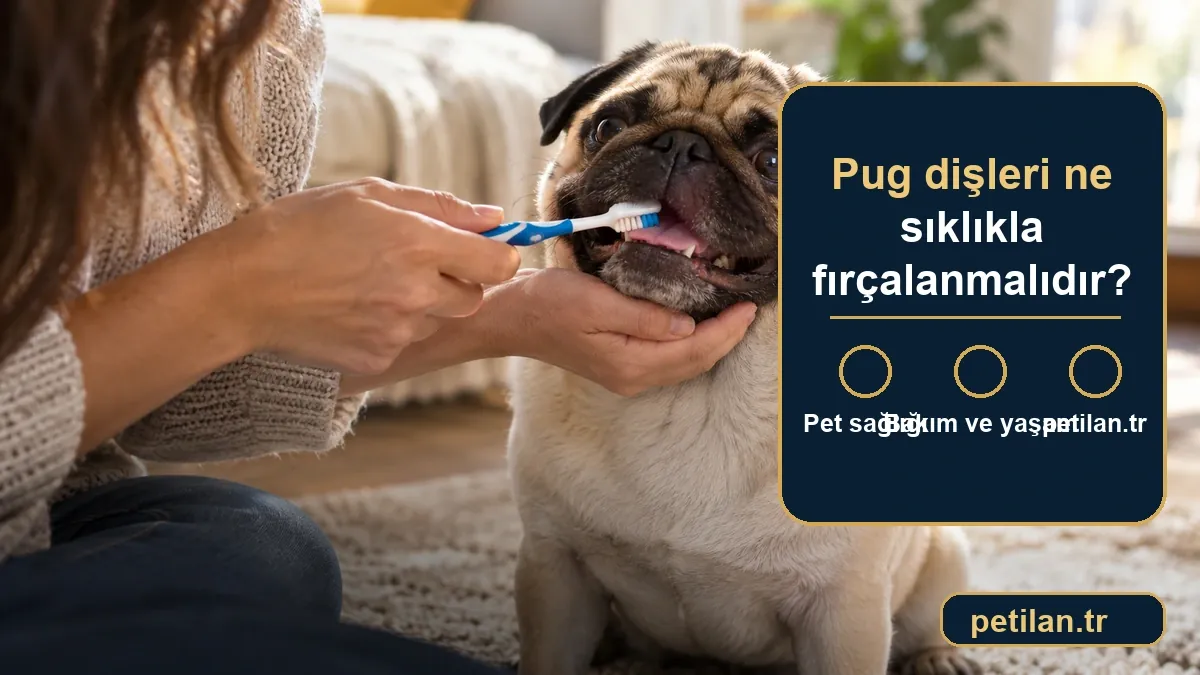 Pug dişleri ne sıklıkla fırçalanmalıdır?