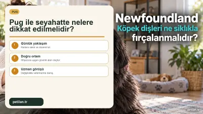 Pug ile seyahatte nelere dikkat edilmelidir?