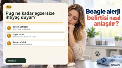 Pug ne kadar egzersize ihtiyaç duyar?