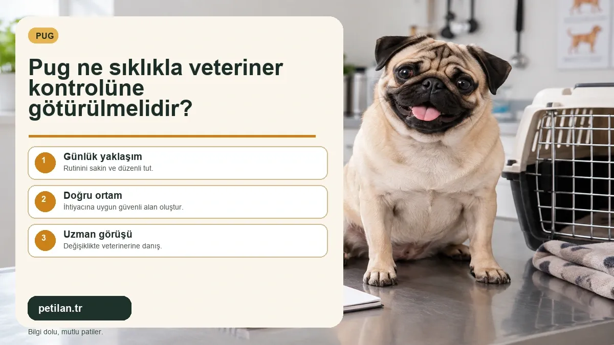 Pug ne sıklıkla veteriner kontrolüne götürülmelidir?
