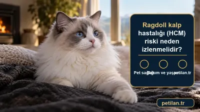 Ragdoll kalp hastalığı (HCM) riski neden izlenmelidir?