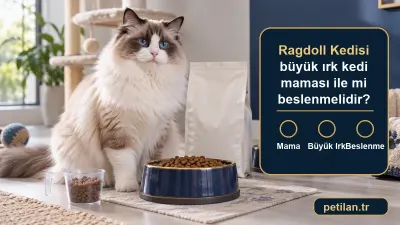 Ragdoll Kedisi büyük ırk kedi maması ile mi beslenmelidir?