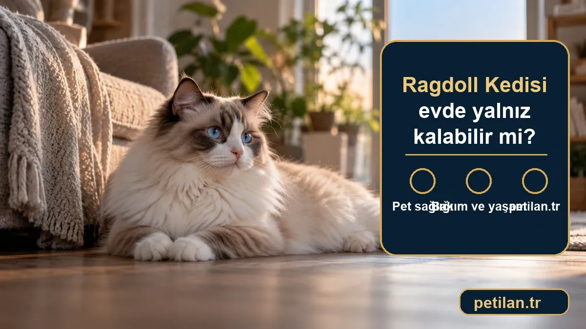 Ragdoll Kedisi evde yalnız kalabilir mi?