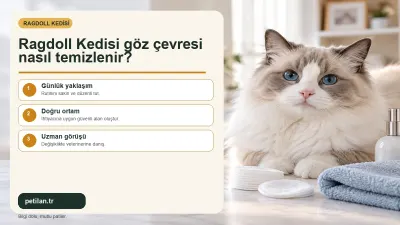 Ragdoll Kedisi göz çevresi nasıl temizlenir?