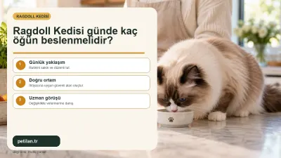 Ragdoll Kedisi günde kaç öğün beslenmelidir?