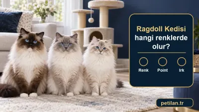 Ragdoll Kedisi hangi renklerde olur?