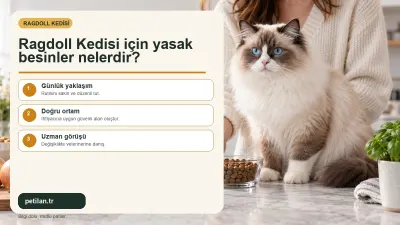 Ragdoll Kedisi için yasak besinler nelerdir?