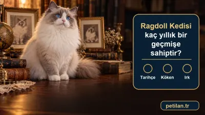 Ragdoll Kedisi kaç yıllık bir geçmişe sahiptir?
