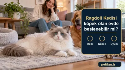 Ragdoll Kedisi köpek olan evde beslenebilir mi?