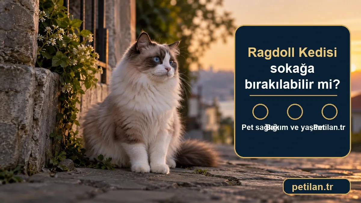 Ragdoll Kedisi sokağa bırakılabilir mi?
