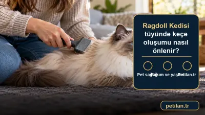 Ragdoll Kedisi tüyünde keçe oluşumu nasıl önlenir?