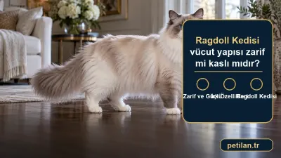Ragdoll Kedisi vücut yapısı zarif mi kaslı mıdır?