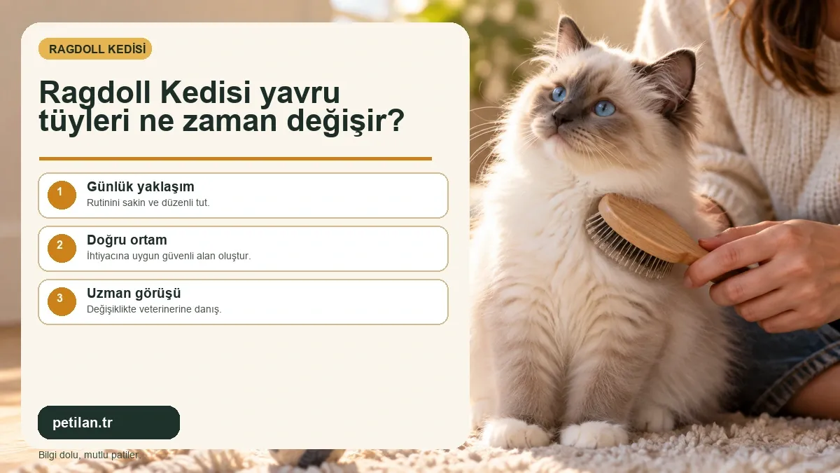 Ragdoll Kedisi yavru tüyleri ne zaman değişir?