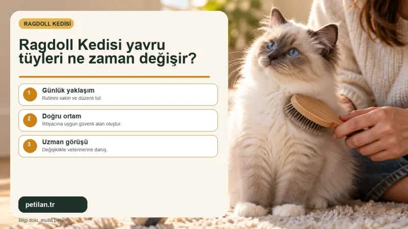Ragdoll Kedisi yavru tüyleri ne zaman değişir?