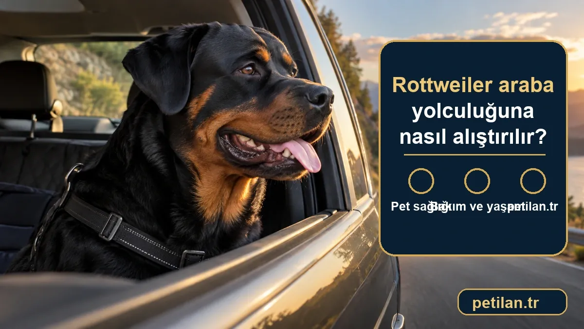 Rottweiler araba yolculuğuna nasıl alıştırılır?