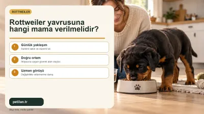 Rottweiler yavrusuna hangi mama verilmelidir?