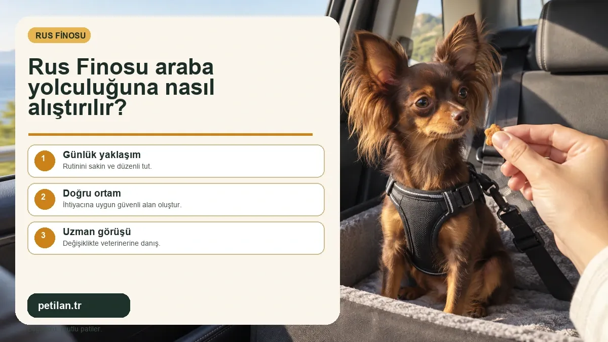 Rus Finosu araba yolculuğuna nasıl alıştırılır?