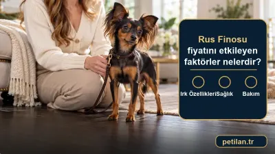 Rus Finosu fiyatını etkileyen faktörler nelerdir?