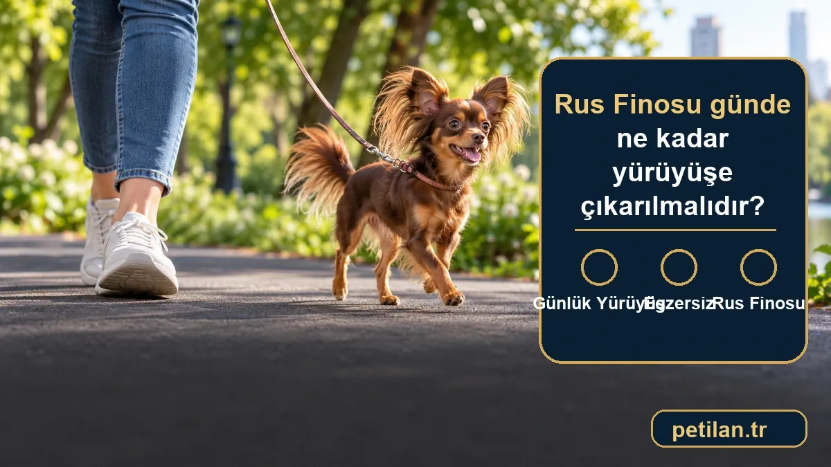 Rus Finosu günde ne kadar yürüyüşe çıkarılmalıdır?