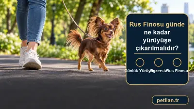 Rus Finosu günde ne kadar yürüyüşe çıkarılmalıdır?