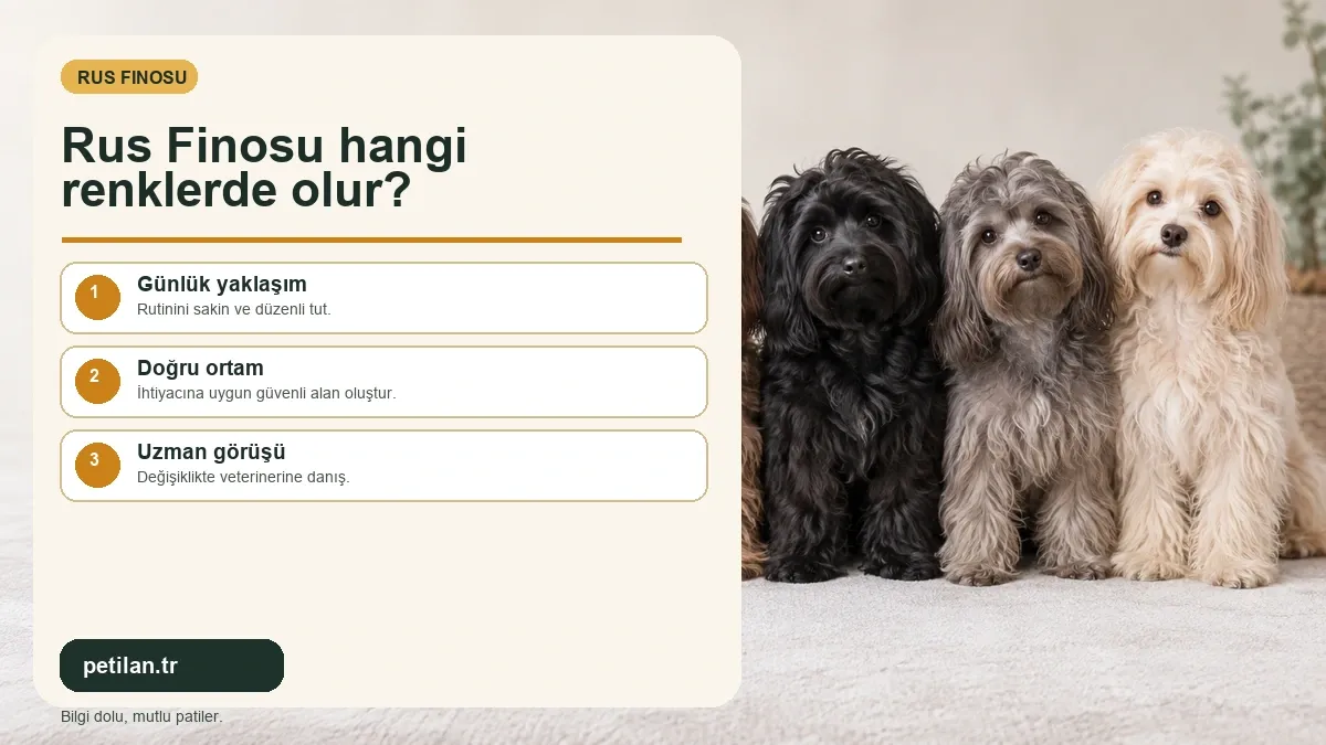 Rus Finosu hangi renklerde olur?