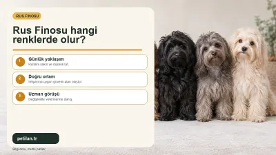 Rus Finosu hangi renklerde olur?