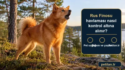 Rus Finosu havlaması nasıl kontrol altına alınır?