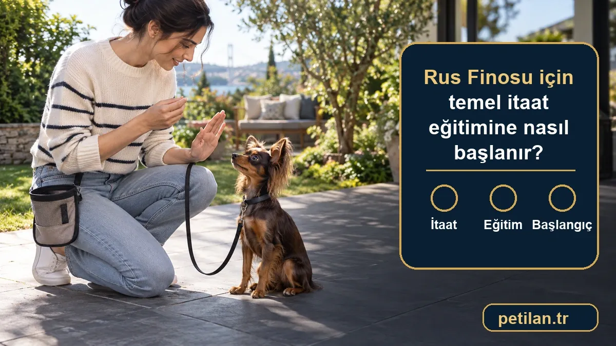 Rus Finosu için temel itaat eğitimine nasıl başlanır?
