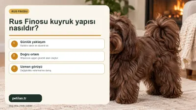 Rus Finosu kuyruk yapısı nasıldır?