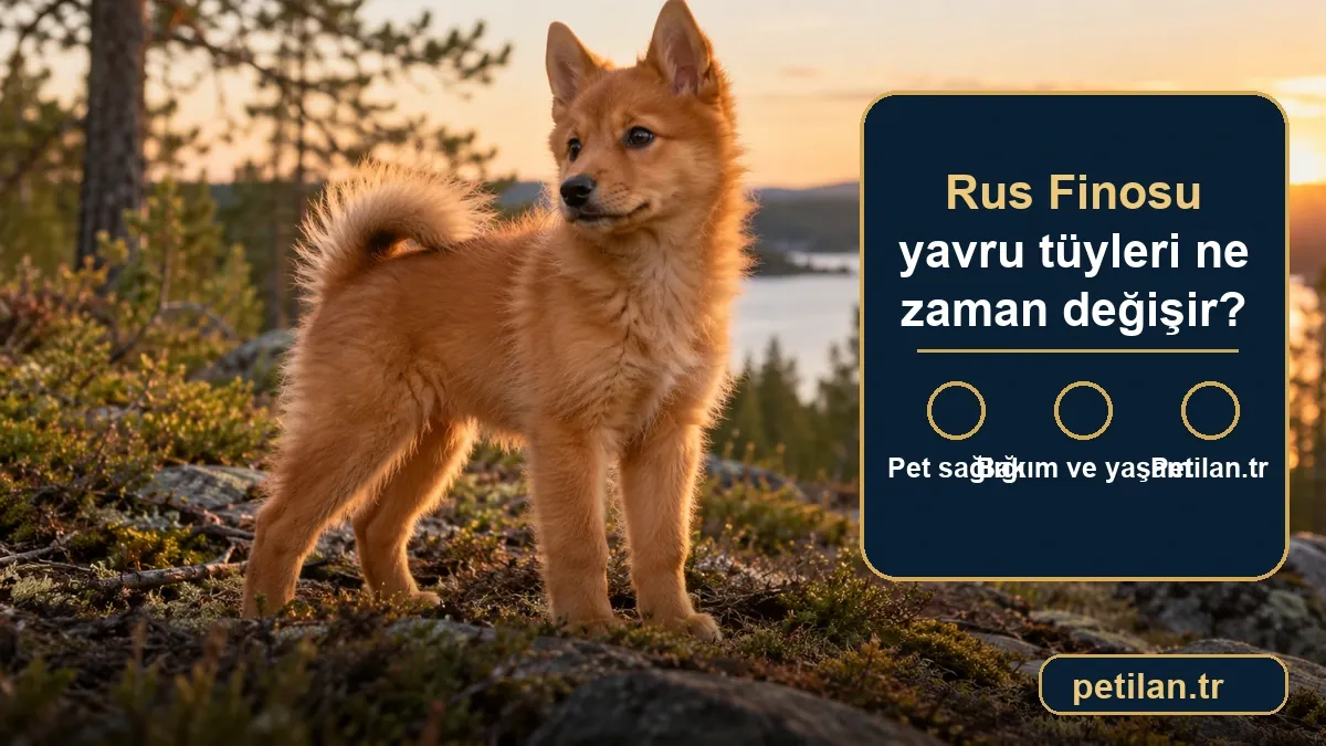 Rus Finosu yavru tüyleri ne zaman değişir?