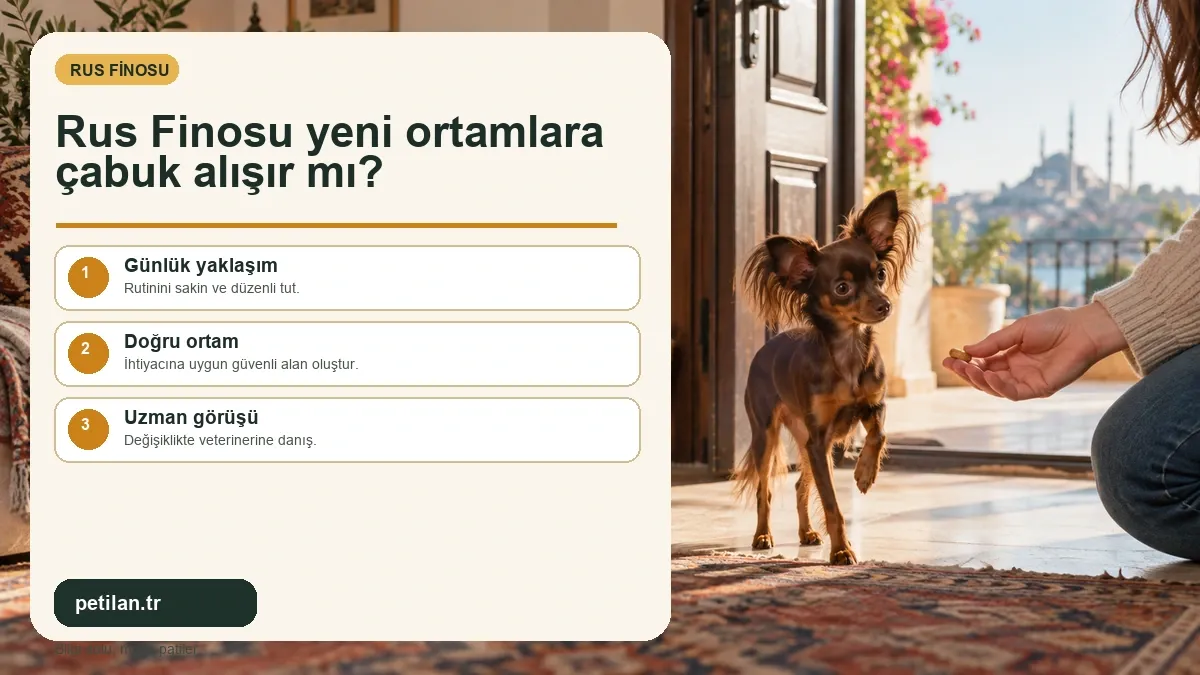 Rus Finosu yeni ortamlara çabuk alışır mı?