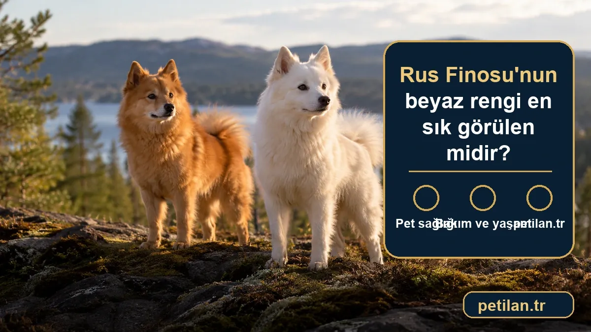 Rus Finosu'nun beyaz rengi en sık görülen midir?